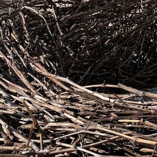 Rebenranken bilden das Ausgansmaterial für ein kunstvolles Raumobjekt im Museumshof. Rebenranken bilden das Ausgansmaterial für ein kunstvolles Raumobjekt im Museumshof.