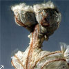 Phillipinische Pflanzenfasern Abaca und Pina Phillipinische Pflanzenfasern Abaca und Pina