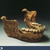 Unterkiefer Homo Heidelbergensis Unterkiefer Homo Heidelbergensis